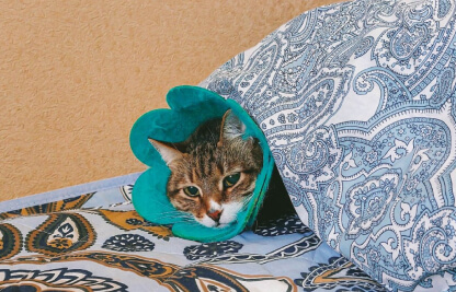 Кошка с защитным воротником, лежит на теплой подстилке